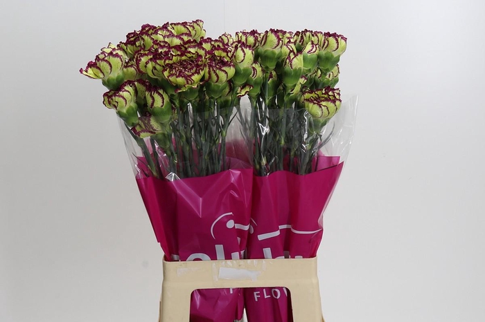 <h4>Dianthus St Extravaganza</h4>