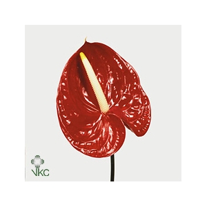 Anthurium Tropical
