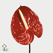 <h4>Anthurium Tropical</h4>