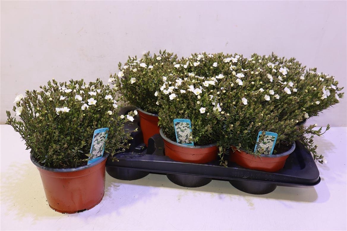 <h4>arr8 Aren Montana</h4>