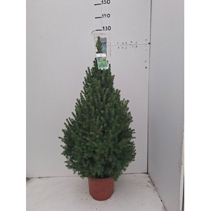PICEA GL CONICA