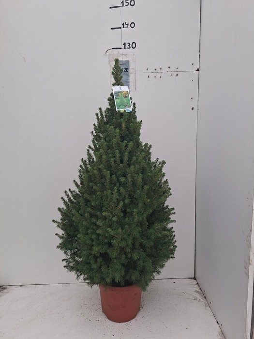 <h4>PICEA GL CONICA</h4>