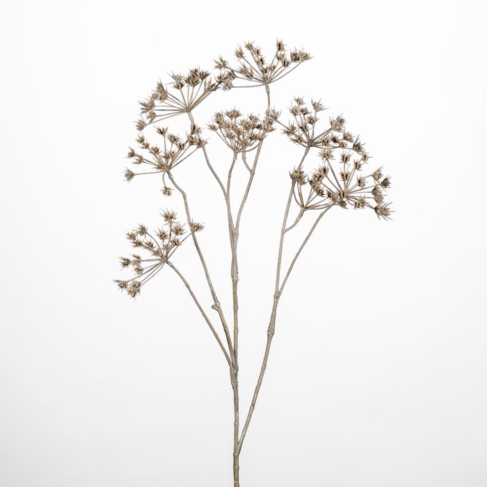 <h4>AF Cow parsley spr x5 L76cm be</h4>