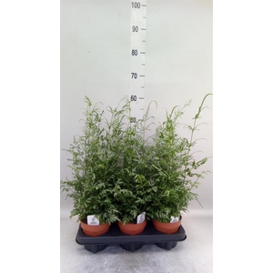 Pteris ensiformis 'Evergemiensis'