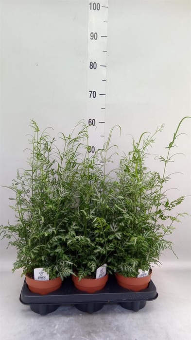 <h4>Pteris ensiformis 'Evergemiensis'</h4>