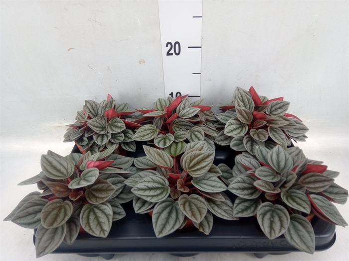 <h4>Peperomia caperata 'Santorini'</h4>