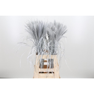 Pennisetum Kl Bh Wit