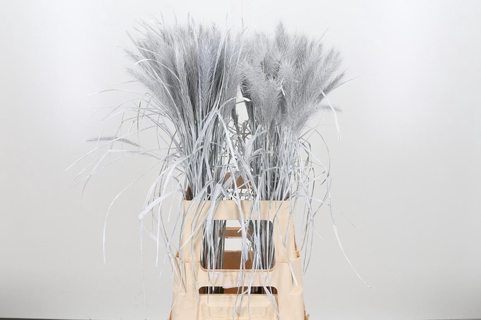 <h4>Pennisetum Kl Bh Wit</h4>