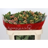 Hypericum Mellow Romance Spray