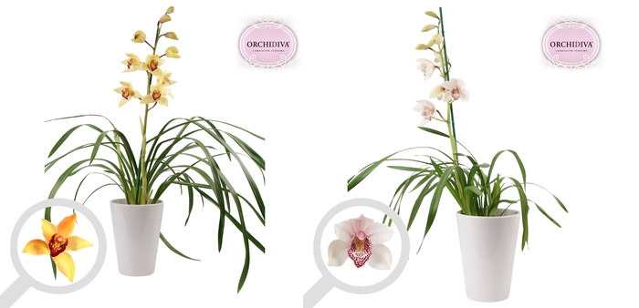 <h4>Cymbidium 1tak mix keramiek wit</h4>