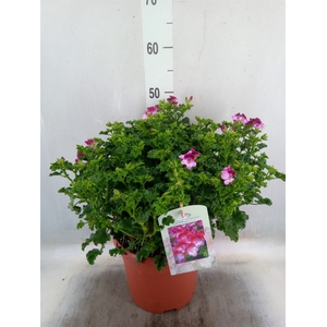 Pelargonium gran. 'Tip Top Duet'