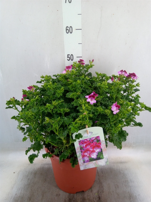<h4>Pelargonium gran. 'Tip Top Duet'</h4>