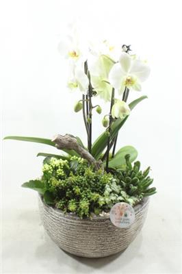 <h4>DAKOTA WHITE</h4>