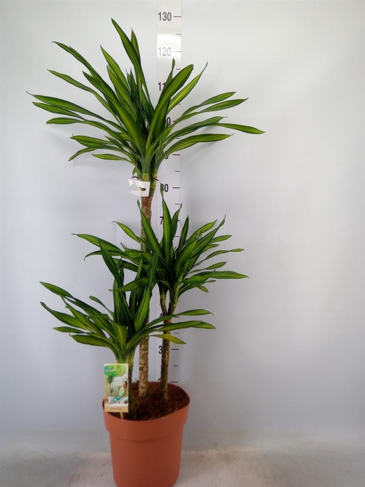 <h4>Dracaena frag. 'Riki'</h4>
