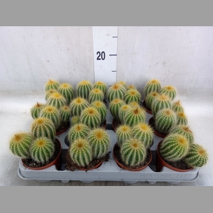 Parodia warasii