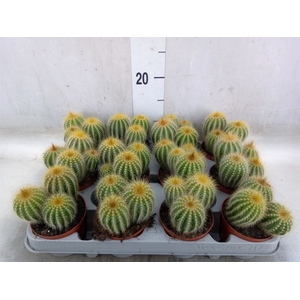 Parodia warasii