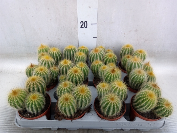 <h4>Parodia warasii</h4>