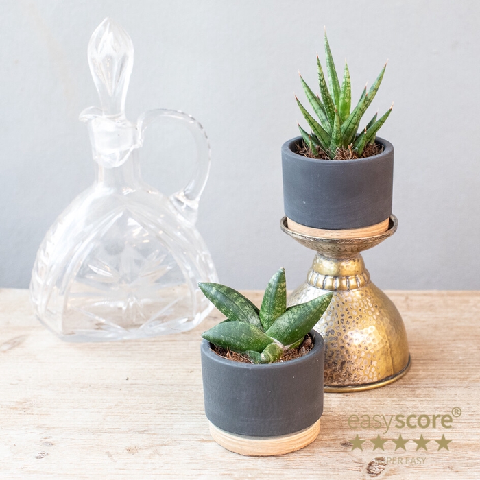 Woodbase Liqurice Creation P6