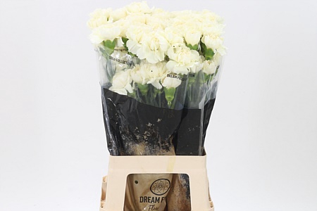 <h4>Di St Rodas Cream</h4>
