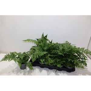 Dryopteris Erythroso