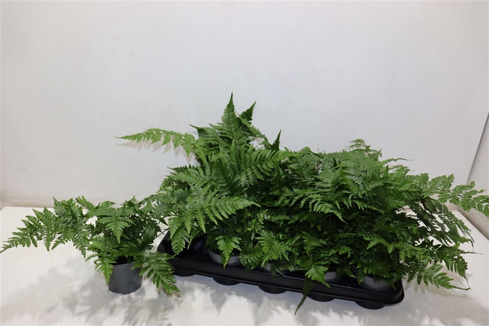 <h4>Dryopteris Erythroso</h4>