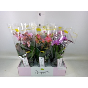 Phalaenopsis multi.   ...mix