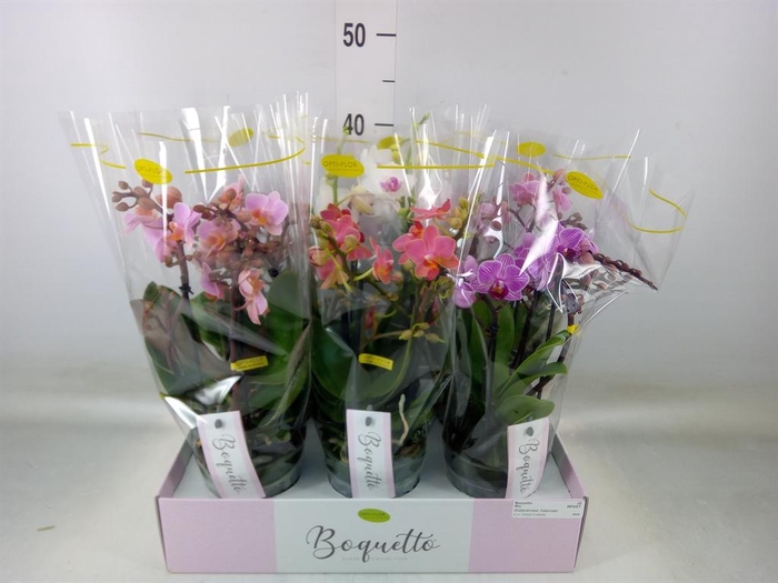 <h4>Phalaenopsis multi. ...mix</h4>