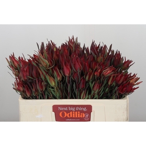 Leucadendron Fireglow Spray