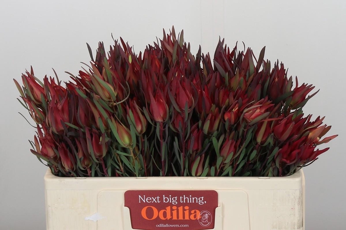 Leucadendron Fireglow Spray