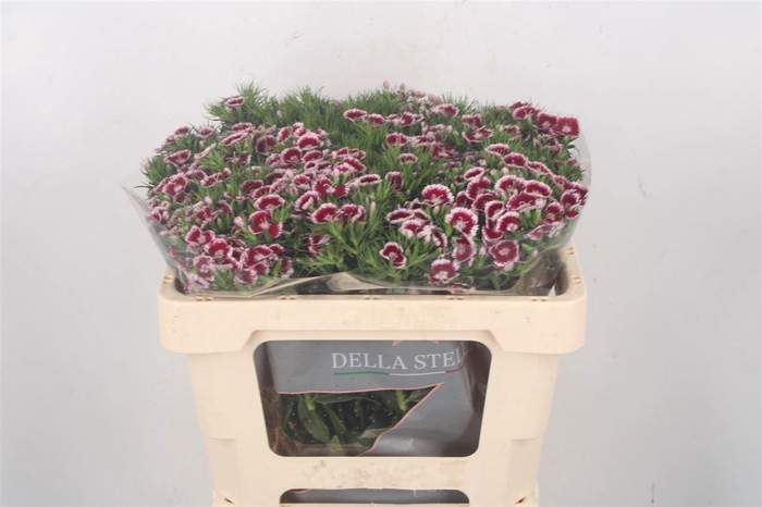 <h4>DI BARB KING BRE</h4>