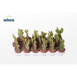 Opuntia Microdasis Rufida