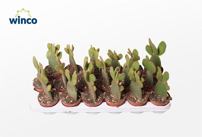 <h4>Opuntia Microdasis Rufida</h4>