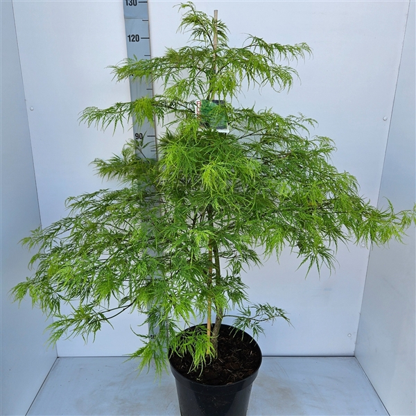 <h4>Acer palmatum 'Dissectum'</h4>