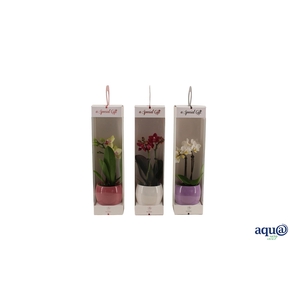 Valencia Mix Tiny Dolls Mix 2T10+ Aqu@ in Giftbox