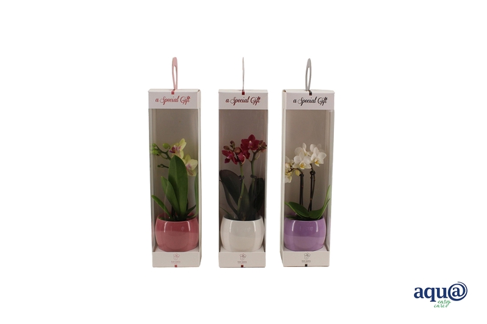 <h4>Valencia Mix Tiny Dolls Mix 2T10+ Aqu@ in Giftbox</h4>