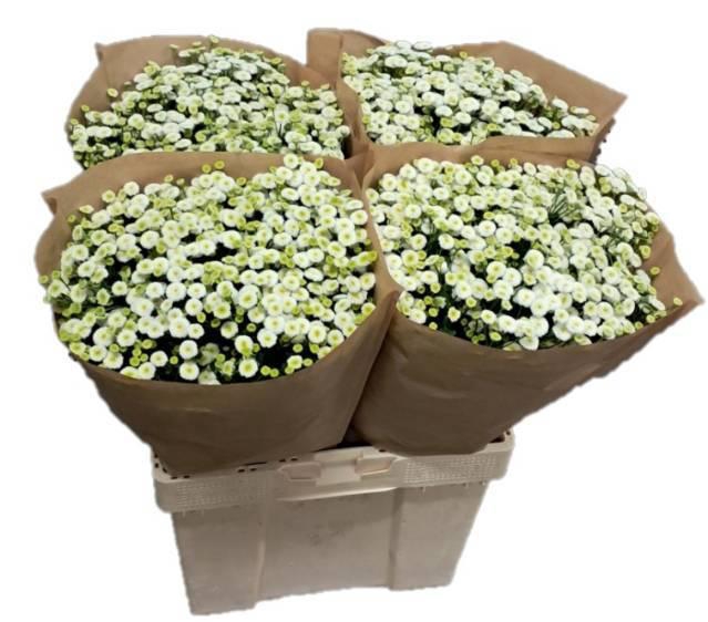 <h4>TANA PA RIO</h4>