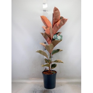 Ficus elastica 'Belize'