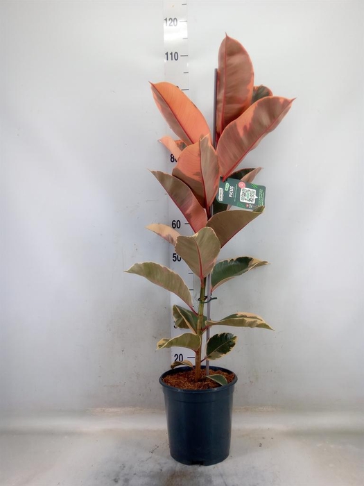 <h4>Ficus elastica 'Belize'</h4>