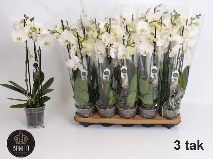 <h4>PHAL AN NOTTINGHAM</h4>