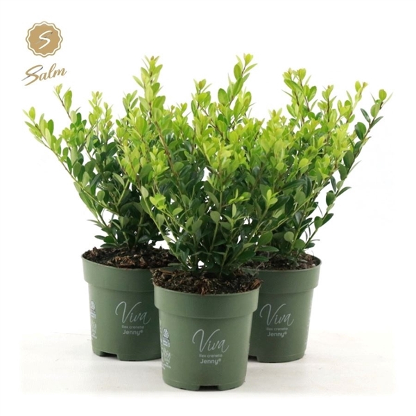<h4>Viva Ilex crenata 'Jenny'® P10</h4>