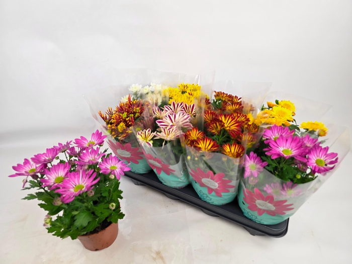 <h4>CHRYS GEM 7 KL</h4>