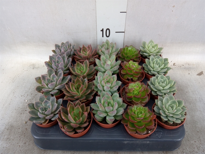 <h4>Echeveria   ...mix</h4>