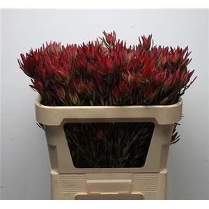 Leucadendron salignum 'Blush'