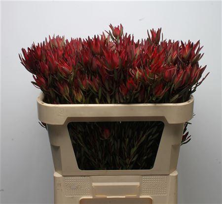 <h4>Leucadendron salignum 'Blush'</h4>