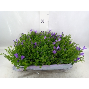 Campanula porten. 'Blueone'