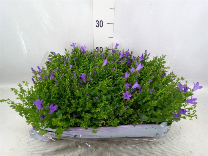 <h4>Campanula porten. 'Blueone'</h4>