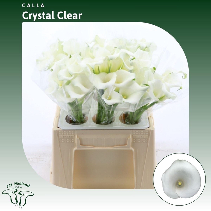 <h4>Calla Crystal Clear</h4>
