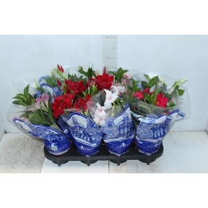 DIPLADENIA P15