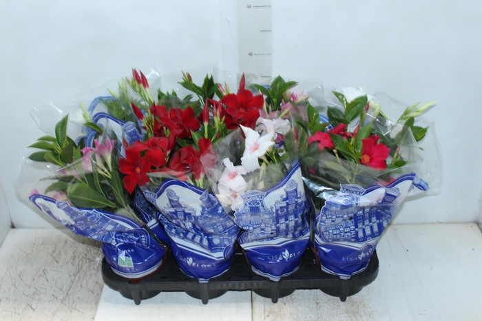 <h4>DIPLADENIA P15</h4>