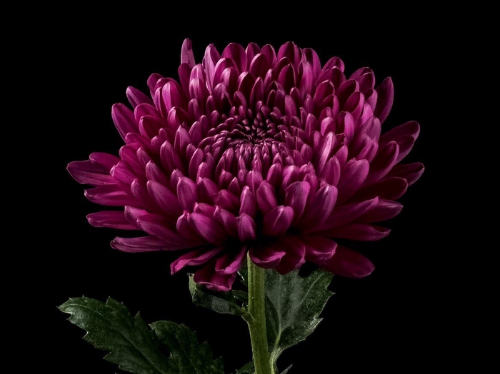 <h4>Chrys Andrea</h4>